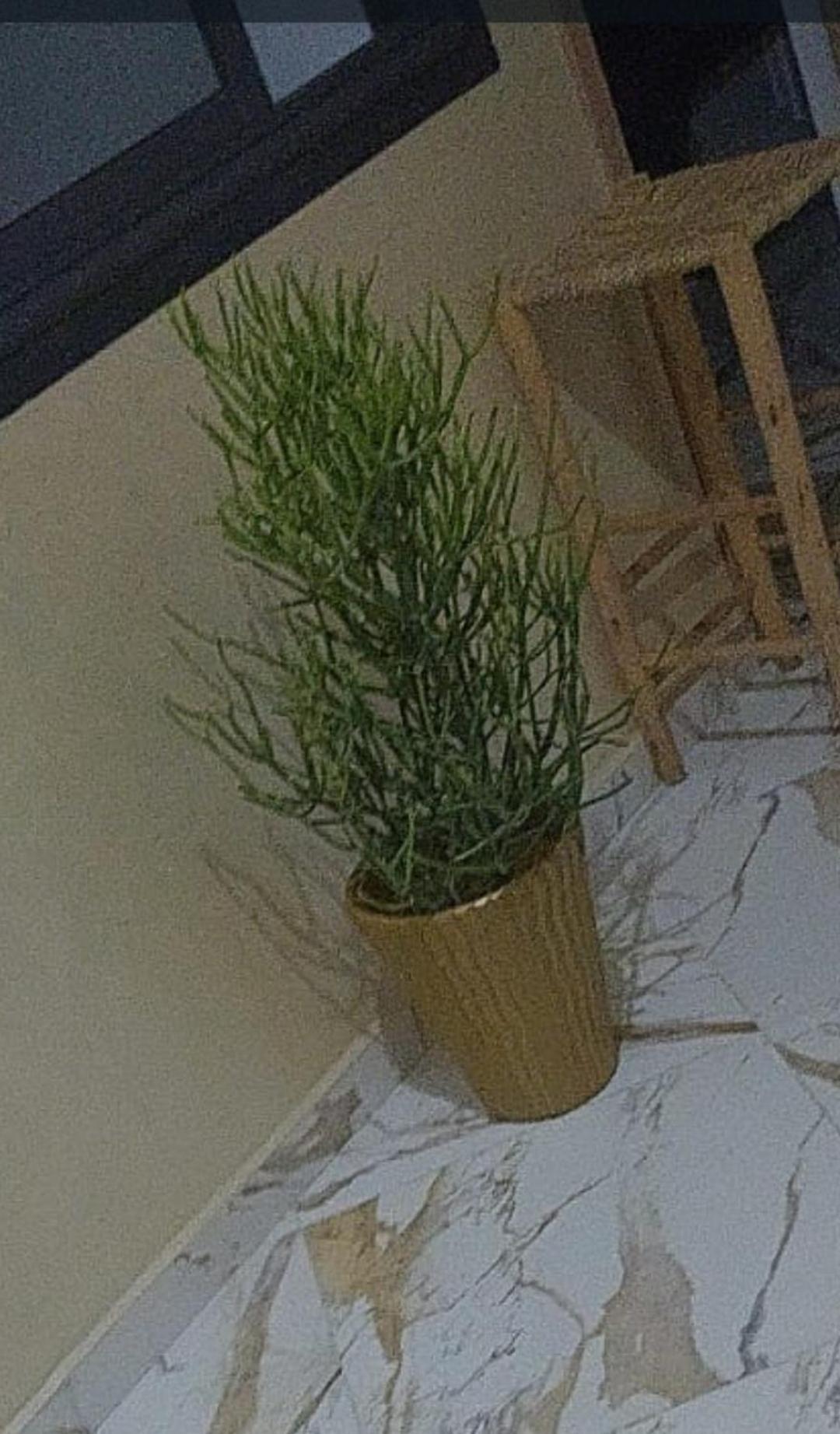 Mogador Appartements T6 Essaouira Eksteriør bilde